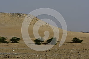 Desert sand with trees and sand Dunes, in the heart of Saudi Arabia on the way to Riyadh