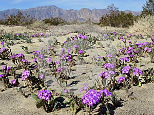 Desert Sand Verbena - Abronia villosa