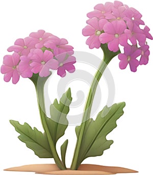 Desert Sand Verbena flower icon.