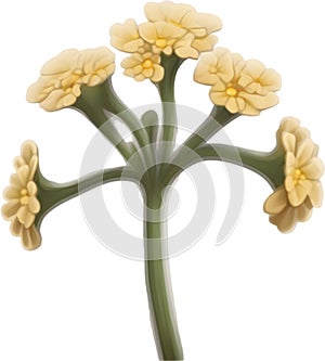 Desert Sand Verbena flower icon.