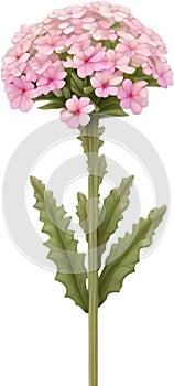 Desert Sand Verbena flower icon.