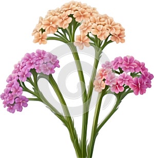 Desert Sand Verbena flower icon.