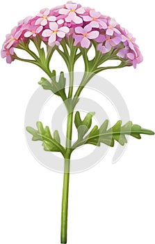 Desert Sand Verbena flower icon.