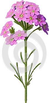 Desert Sand Verbena flower icon.