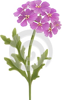 Desert Sand Verbena flower icon.