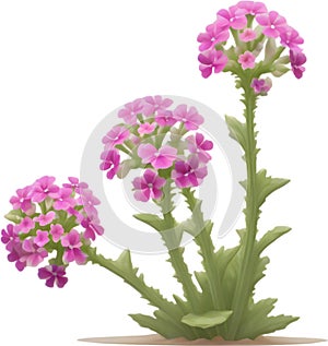 Desert Sand Verbena flower icon.