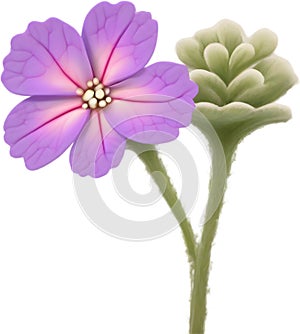 Desert Sand Verbena flower icon.