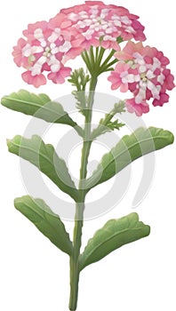 Desert Sand Verbena flower icon.