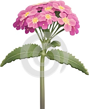 Desert Sand Verbena flower icon.