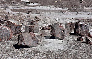 Desert with Scattered Old Fallen Petrified Logs