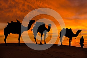 Desert scence with camel and dramatic sky