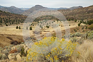 Desert scene