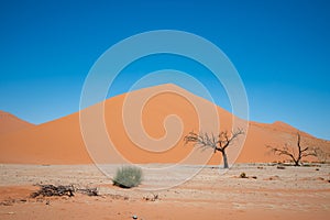 Desert scene with blue skies, sand dunes, and dead trees.