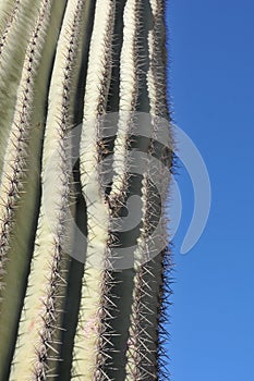 Desert Scene - Giant Saguaro Cactus - Close Up