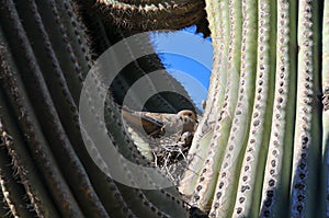 Desert Scene - Giant Saguaro Cactus with nesting bird