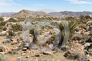 Desert Scene