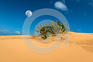 Desert Scene with Sand Dune, Bush and Full Moon at Dinh Cape, Ninh Thuan Province, Vietnam