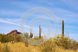 Desert Scene in the Southwest