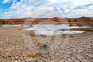 Desert scene with water