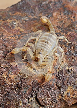 Desert scorpion crawling on a rock close up