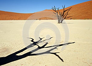 Deserto ombra 