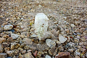 Desert Shaggy Mane Fungus or Podaxi pistillaris mushroom photo