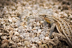 Desert Side-blotched Lizard