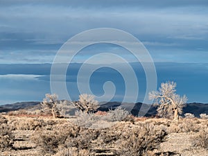 The desert sky