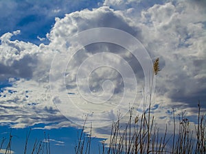 Desert sky with blades of grass