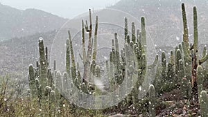 Desert snow falling near Phoenix, Arizona