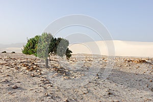 Desert, solitary green plant