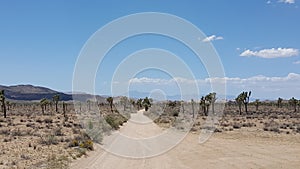 Desert Southwest Road Trip, Flat Dirt Road in Joshua Tree National Park