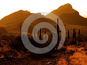 Desert Southwest Saguaro Cacti