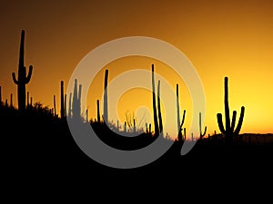 Desert Southwest Saguaro Cacti Morning