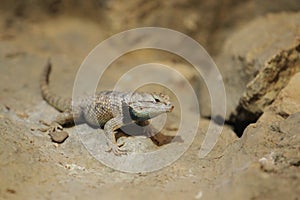 Desert spiny lizard