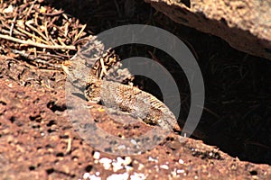 Desert Spiny Lizard