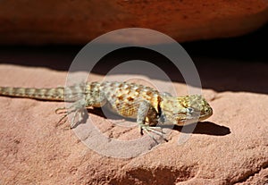 Desert Spiny Lizard Close-Up