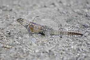 Desert Spiny Lizard (Sceloporus magister)