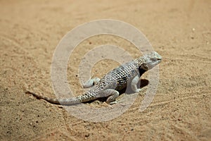 Desert spiny lizard (Sceloporus magister).