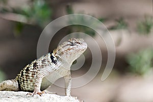 Desert Spiny Lizard