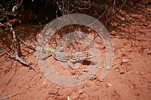 Desert spotted lizard