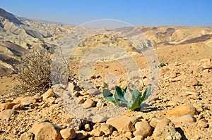 Desert spring