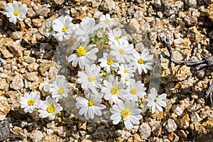 Desert Star Monoptilon bellioides blooming in Joshua Tree National Park, California
