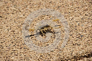 Desert Striped Scorpion
