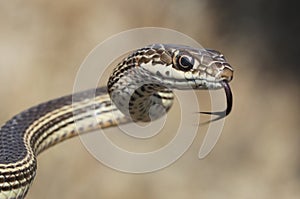 Desert Striped Whipsnake - Coluber taeniatus