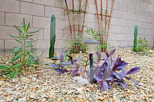 Desert Style Xeriscaped Backyard on Wet Chilly Winter Morning