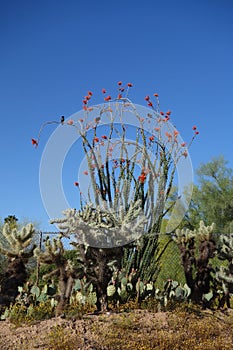 Desert Patch with Ocotillo, Jumping Cholla and Nopal Cacti photo