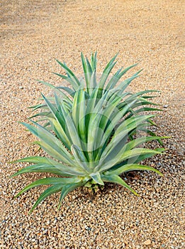 Agave Succulent in Desert Style Xeriscaping photo