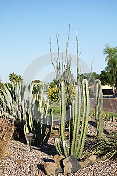 Desert Style Xeriscaping in Phoenix, AZ