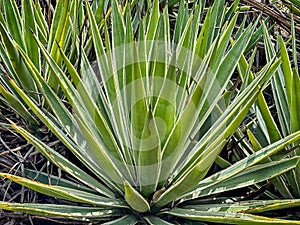 Desert Succulent Plant